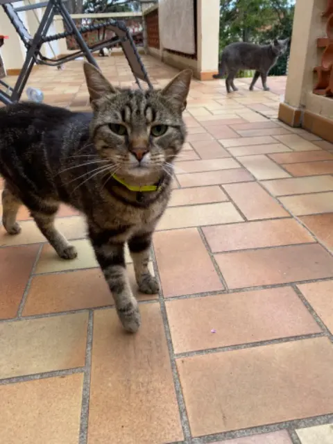 chat lost   38550 Le Péage-de-Roussillon Mufasa