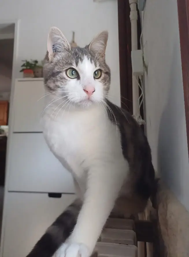 Chat Perdu 38 Isère - Murano Chat Perdu 38 Isère - Murano