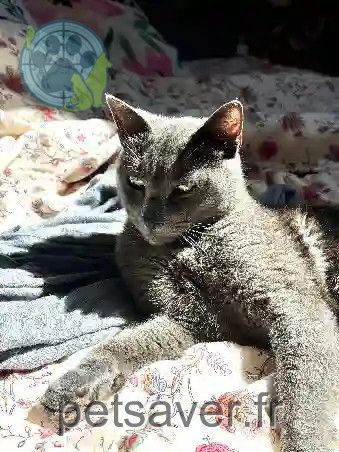Chat Perdu 38 Isère - Murphy Chat Perdu 38 Isère - Murphy