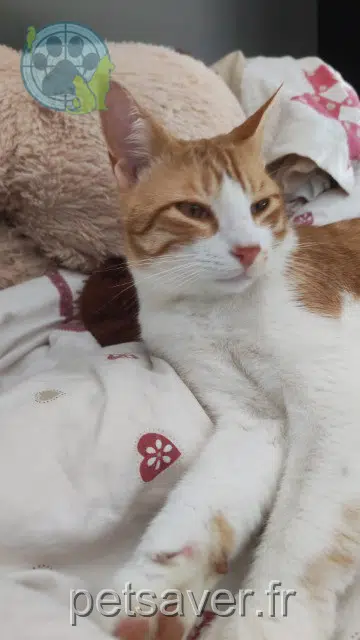 chat lost   38119 Saint-Théoffrey Newton