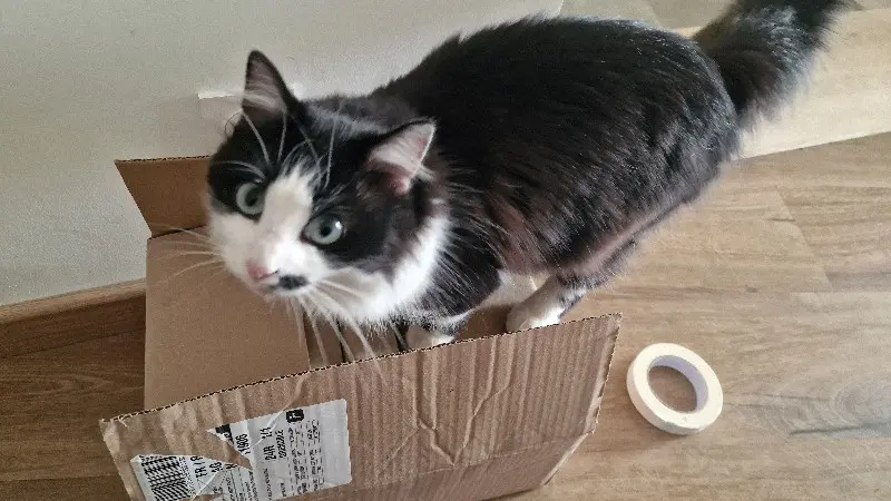 Chat Perdu 38 Isère - Nimbus Chat Perdu 38 Isère - Nimbus