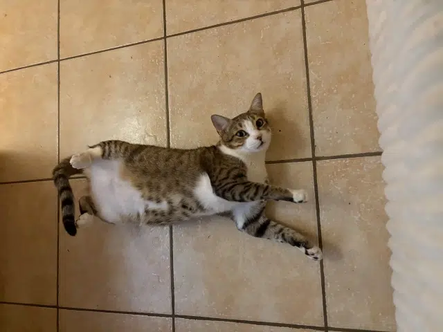 chat lost   38090 Vaulx-Milieu Nobu