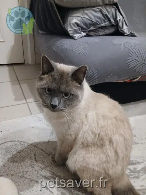 cat lost   38150 Roussillon Noé