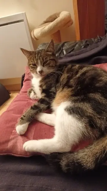 chat lost   38110 Sainte-Blandine OGGY