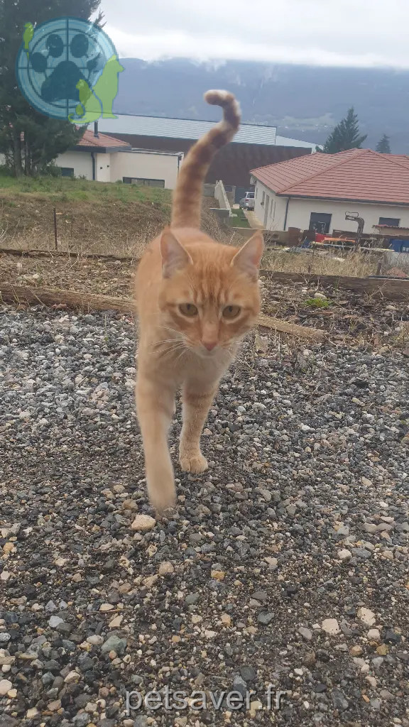 Chat Perdu 38 Isère - Oliver Chat Perdu 38 Isère - Oliver