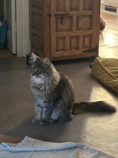 chat lost   38350 La Mure Onyx