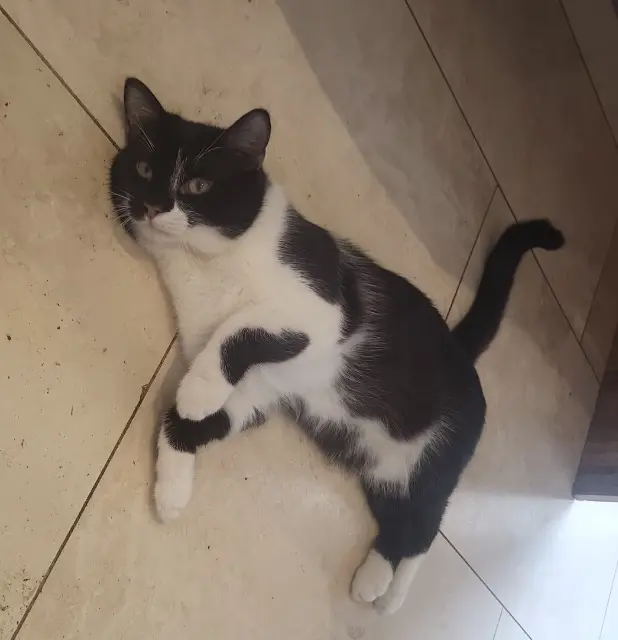 chat lost   38410 Saint-Martin-d'Uriage ONYX