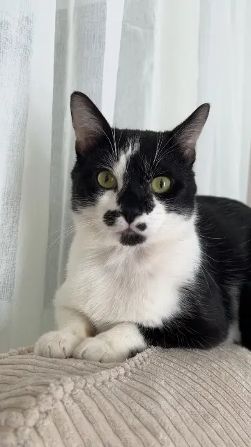 chat lost   38090 Villefontaine Oreo