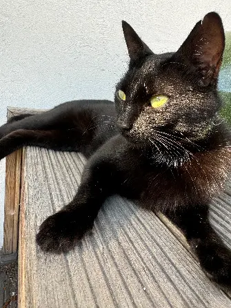 Chat Perdu 38 Isère - Oreo Chat Perdu 38 Isère - Oreo