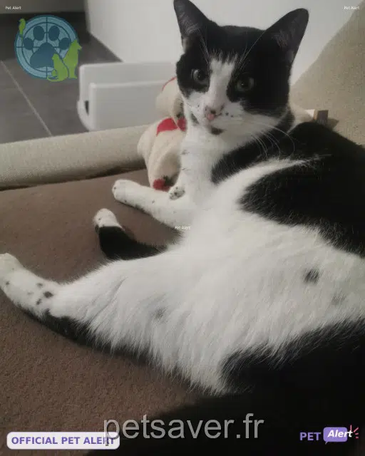chat lost 38890 Vignieu Oreo