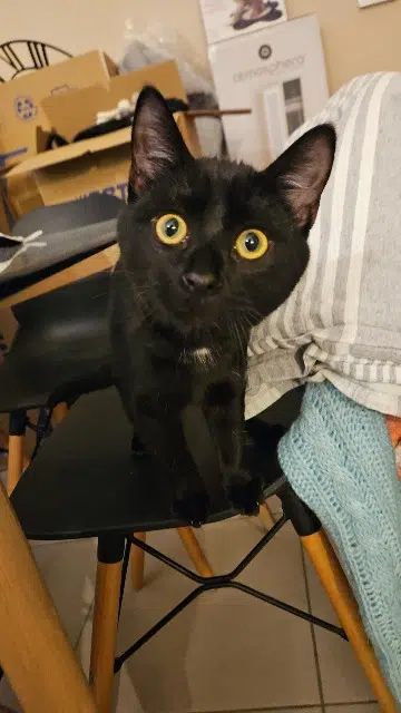 chat lost   38540 Grenay Oreo