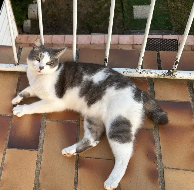 chat lost   38280 Janneyrias Pamuk