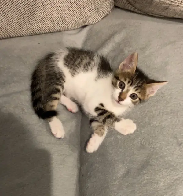 chat lost   38290 La Verpillière Papouille