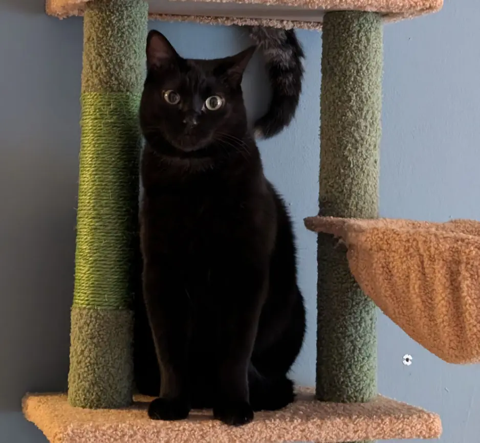 Chat Perdu 38 Isère - Pepsi Chat Perdu 38 Isère - Pepsi