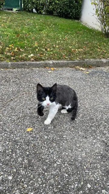 chat lost   38430 Moirans Piano