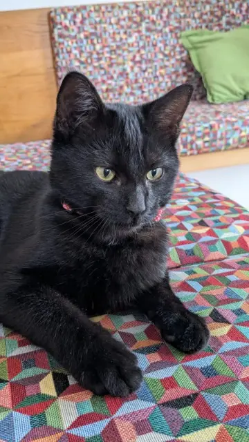 chat lost   38660 Le Touvet Pink