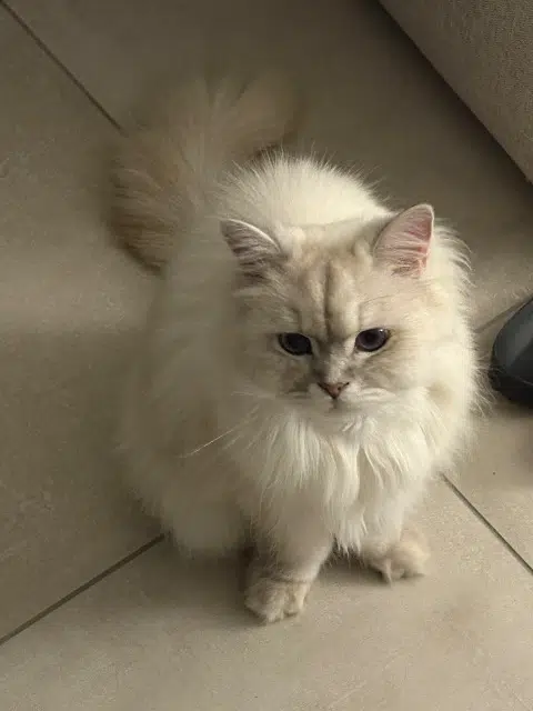 chat lost   38510 Sermérieu Pinouille