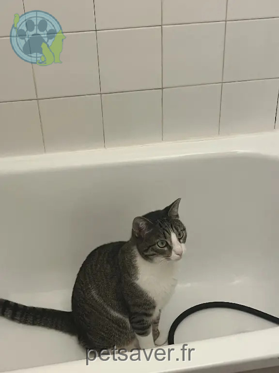 Chat Perdu 38 Isère - Pirate Chat Perdu 38 Isère - Pirate