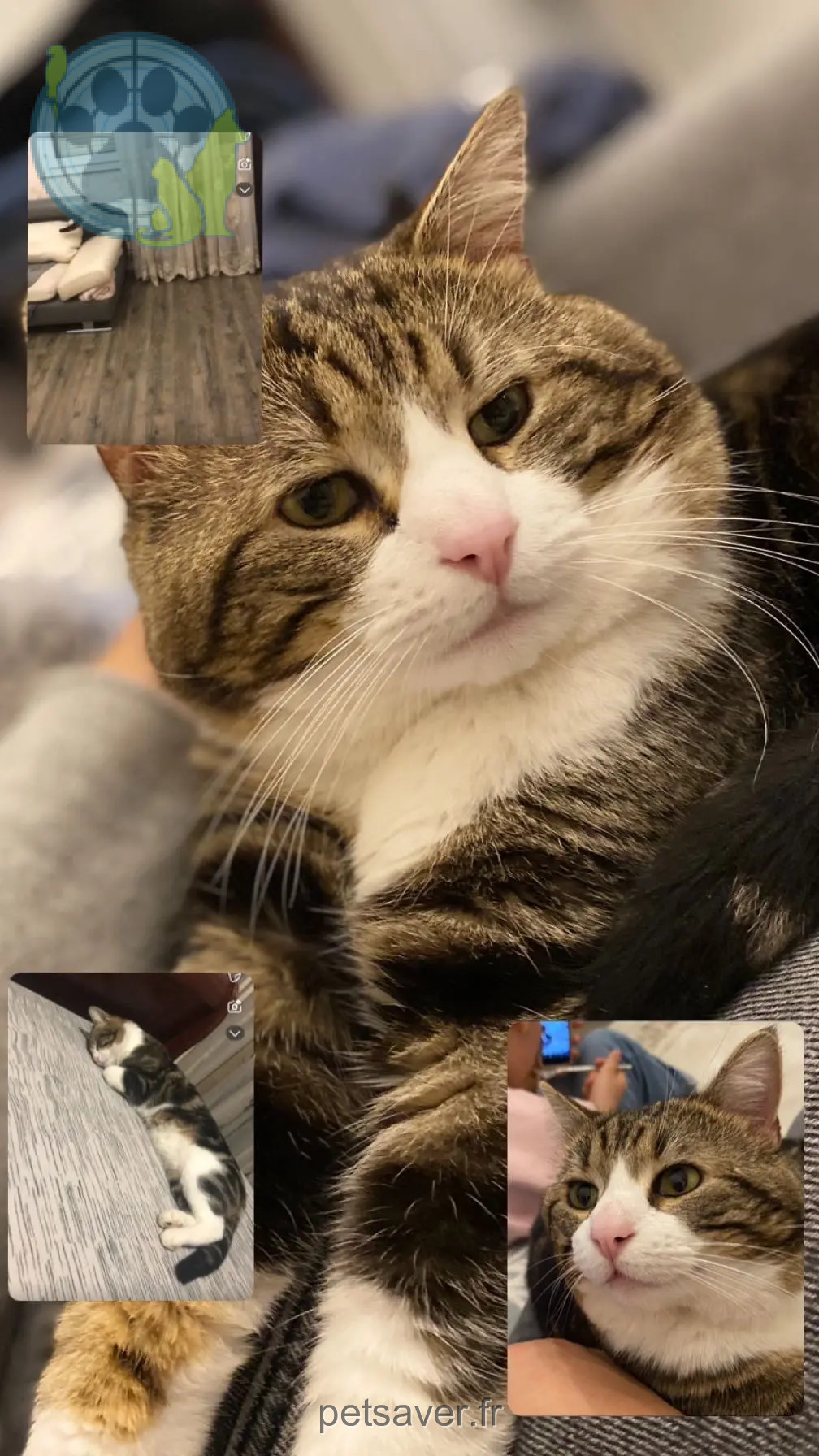 Chat Perdu 38 Isère - Pisko Chat Perdu 38 Isère - Pisko