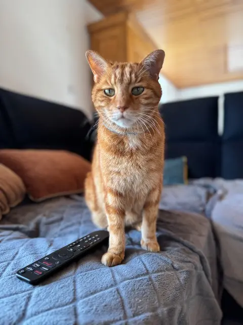 chat lost   38140 Rives Pito