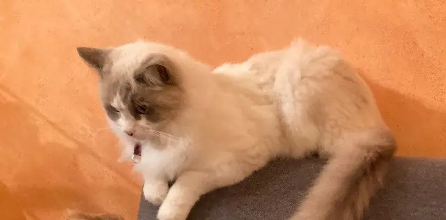 chat lost   38530 Chapareillan Platon