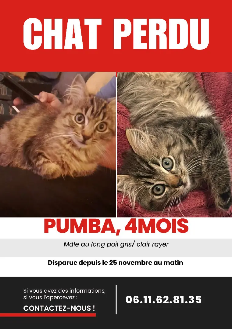 Chat Perdu 38 Isère - Pumba Chat Perdu 38 Isère - Pumba