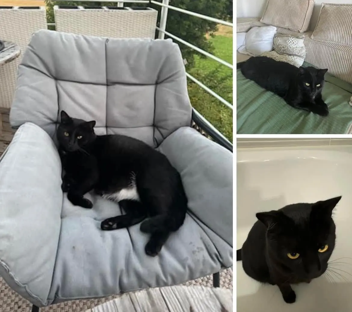 Chat Perdu 38 Isère Chat Perdu 38 Isère