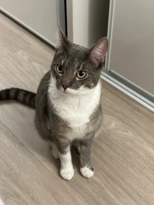 Chat Perdu 38 Isère Chat Perdu 38 Isère