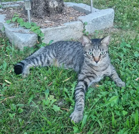 Chat Perdu 38 Isère - Rasta Chat Perdu 38 Isère - Rasta