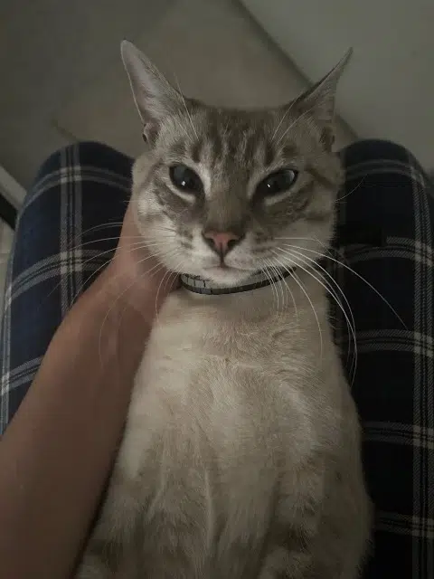 chat lost   38150 Roussillon Rayko