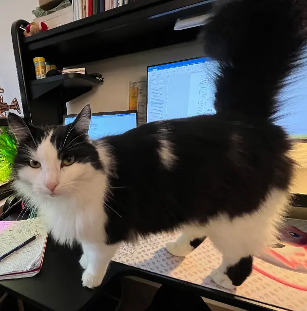 chat lost   38340 Voreppe Rayleigh