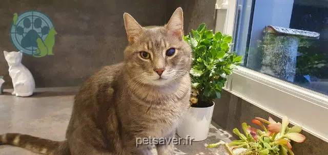 gato lost   38660 Lumbin Rikyu