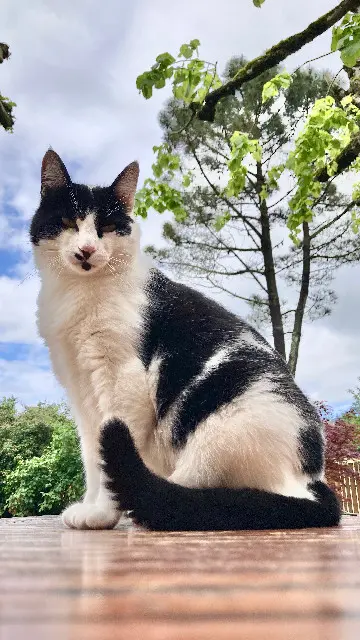 Chat Perdu 38 Isère - Rio Chat Perdu 38 Isère - Rio