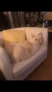 chat lost   38400 Saint-Martin-d'Hères Rocket