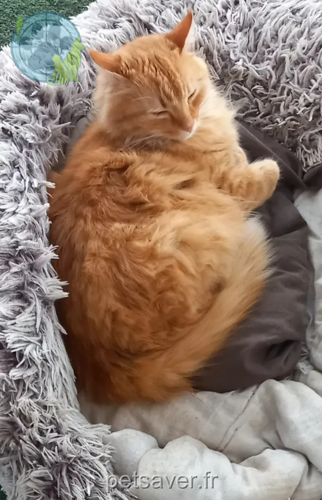Chat Perdu 38 Isère - Ronron Chat Perdu 38 Isère - Ronron