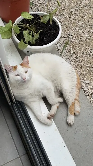 chat lost   38530 Pontcharra Rookie