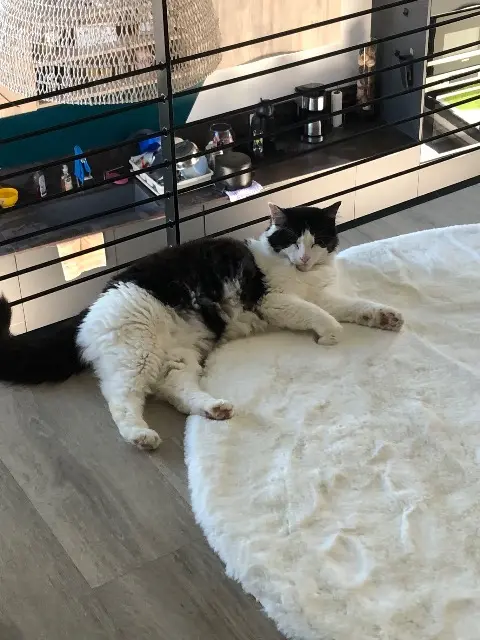 chat lost   38690 Châbons Roxy