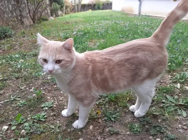 chat lost   38760 Varces-Allières-et-Risset Sacha