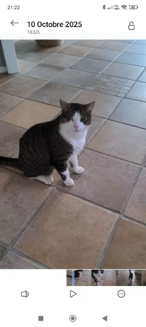 chat lost   38780 Estrablin Salto