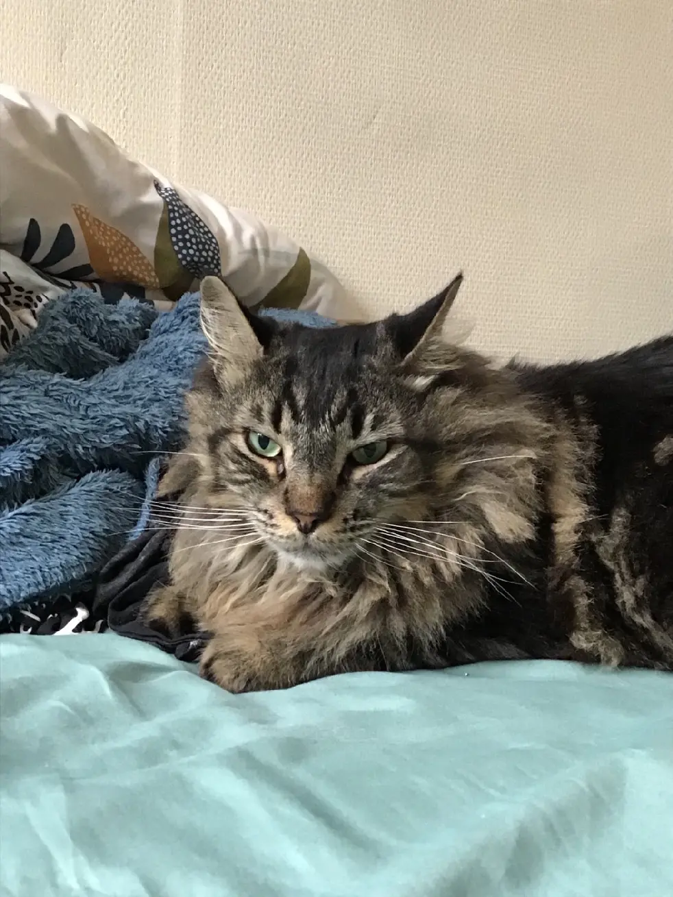 Chat Perdu 38 Isère - Sam Chat Perdu 38 Isère - Sam