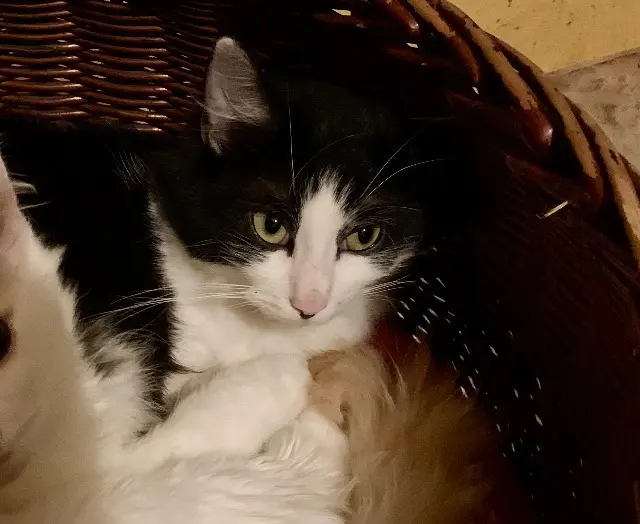 chat lost   38480 Le Pont-de-Beauvoisin Saty dit « Titi »