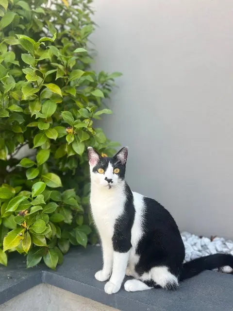 chat lost   38540 Valencin Sheldon