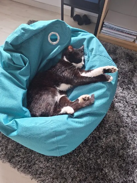 chat lost   38500 Voiron SIMBA