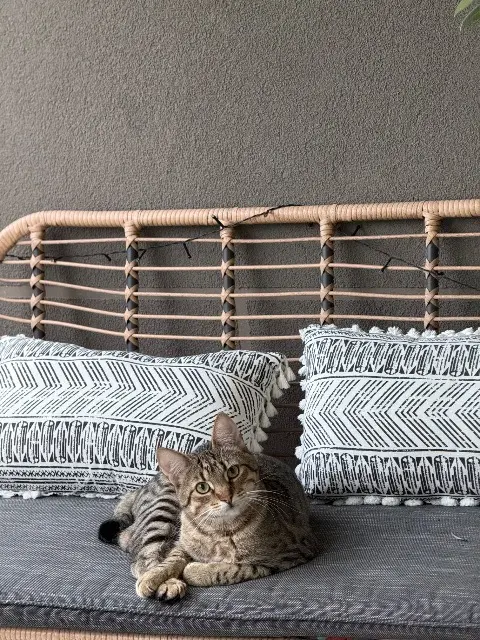 chat lost   38420 Domène Simba