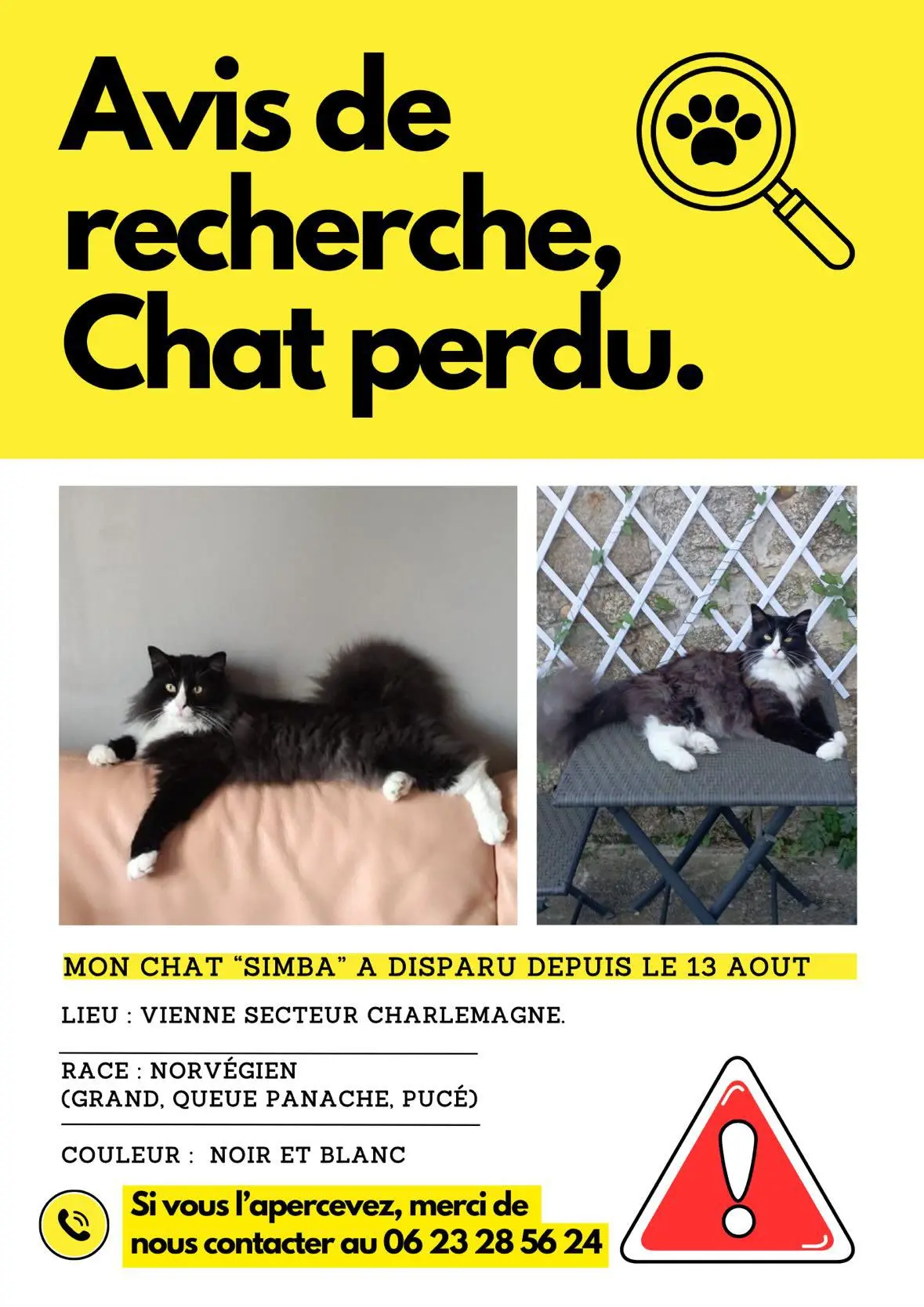 Chat Perdu 38 Isère - Simba Chat Perdu 38 Isère - Simba