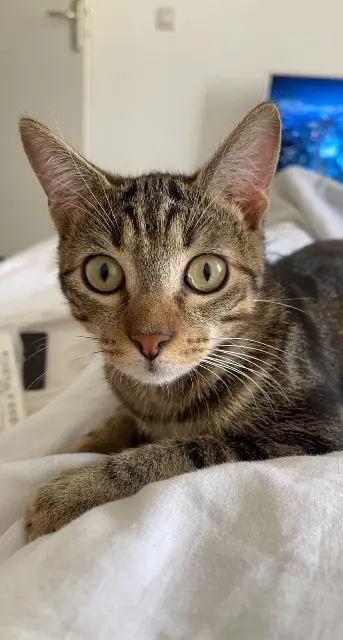 chat lost   38500 Coublevie Simba