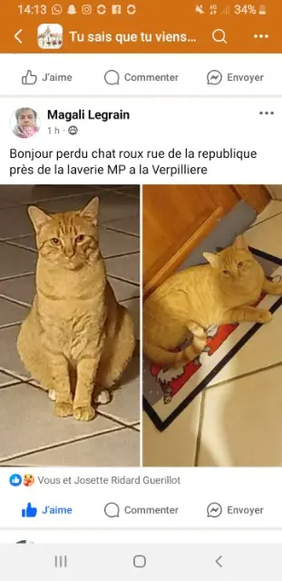 chat lost   38290 La Verpillière Simba