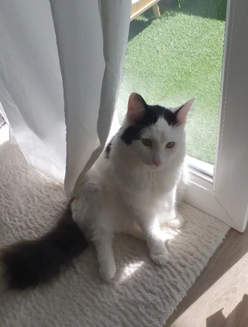 chat lost   38230 Pont-de-Chéruy Simba