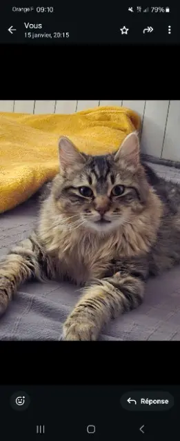 chat lost   38300 Bourgoin-Jallieu Smocky