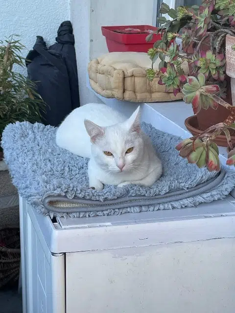 chat lost   38240 Meylan Snow